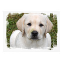 Golden Retriever Puppy Invitation