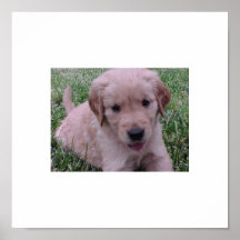 Golden Retriever Puppy Poster
