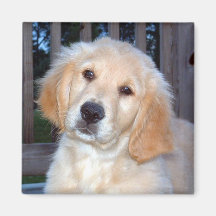 Golden Retriever Refrigerator Magnet
