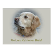 Golden Retriever Rule! - Card Postcard