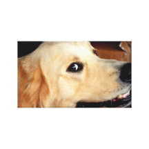 Golden Retriever Smiling Stretched Canvas Print