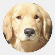 Golden Retriever Sticker