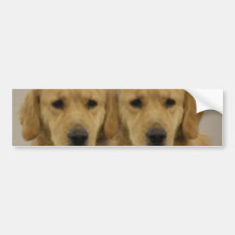 Golden Retriever Twins Bumper Stickers