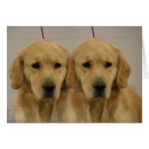 Golden Retriever Twins Greeting Card