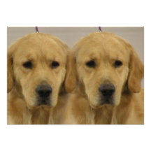 Golden Retriever Twins Invitation