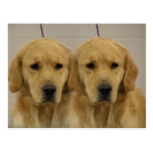 Golden Retriever Twins Postcard