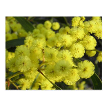 Golden Wattle Postcards