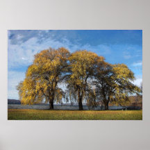Golden Willows Posters