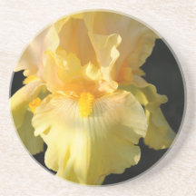 Golden Yellow Bearded Iris Beverage Coaster