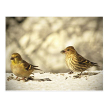 Goldfinch and Pine Siskin Post Cards