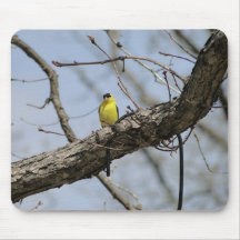 Goldfinch On Limb Mouse Pad