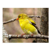 Goldfinch Postcards