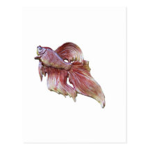 Goldfish glistens in the sun postcard