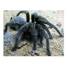 Goliath Tarantula Postcard