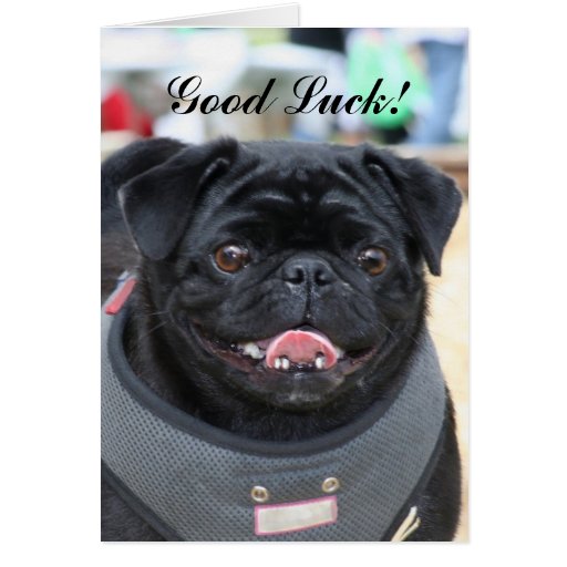 Good Luck Black Pug greeting card Zazzle