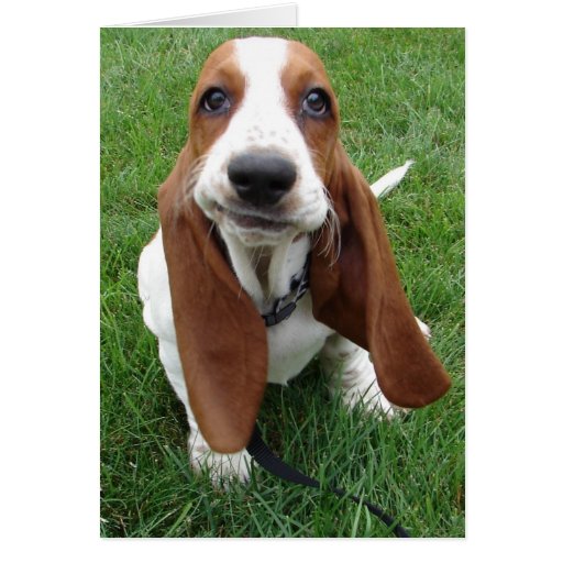 Goofy Basset Hound Greeting Card