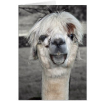 Goofy Llama Greeting Card