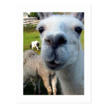 Goofy Llama Postcard