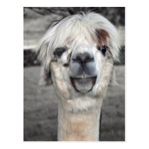 Goofy Llama Postcard