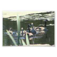 Goose Family Swim Photo Art