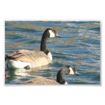 Goose Pair Photo Art