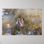 goose poster