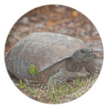 Gopher Tortoise Turtle Plate