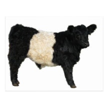 Gorgeous Belted Galloway Steer Cutout Postcards