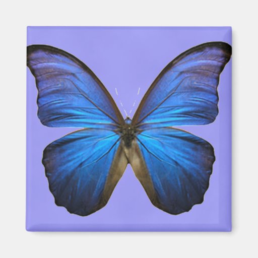 Gorgeous Blue Morpho Butterfly Fridge Magnets