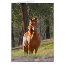 Gorgeous Chestnut Brown Horse in Field Card