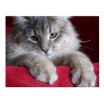 gorgeous raisin Postcard 4