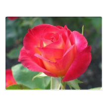 gorgeous red and yellow rose in garden post cards