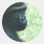 Gorilla Gaze Stickers
