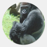 Gorilla Glare Stickers