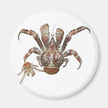Got Crabs? nice sea crab-dinner time Refrigerator Magnets