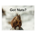 Got Nuts? Post Cards