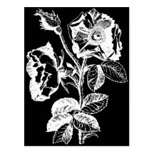 Gothic Black Antique Rose Post Cards