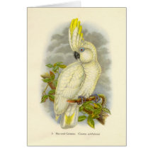 Gould - Blue-Eyed Cockatoo Card