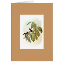 Gould - Crimson-Throated Woodstar Greeting Cards