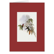 Gould - Ruby-Throated Hummingbird Cards