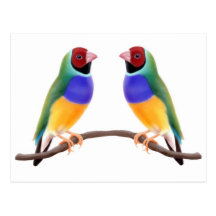 Gouldian Finch Friends Postcard