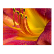 Graceful Bela Lugosi Daylily Postcard