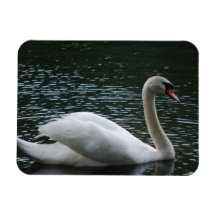 Graceful Swan Magnet
