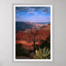 Grand Canyon Flora Posters
