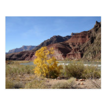 Grand Canyon Tanner Rapid Postcards
