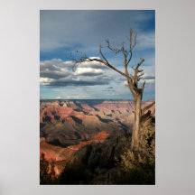Grand Canyon Tree Poster