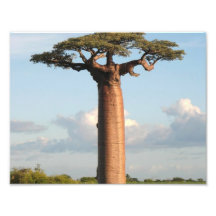 Grandidier's Baobab Madagascar Photo Art