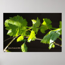 Grape Vine - California Gardens Poster