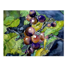 grape vine fruit still life art post card postcard