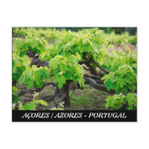 Grape vines postcards